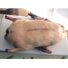 Canard entier